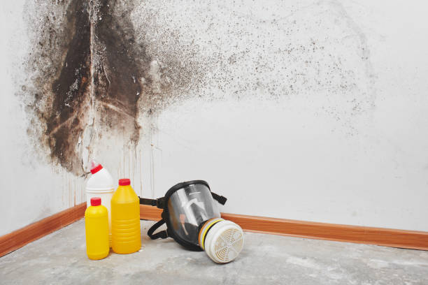 Best Mold Testing  in Ellington, MO