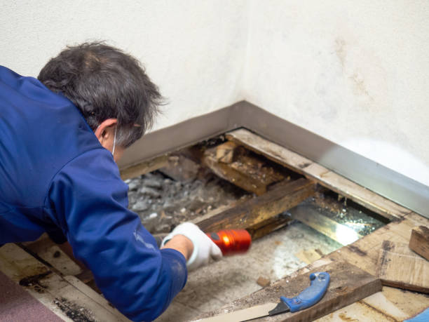 Best Attic Mold Removal  in Ellington, MO