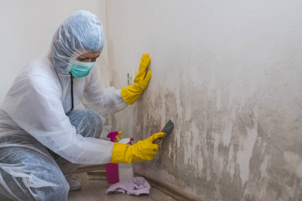 Home Mold Removal in Ellington, MO