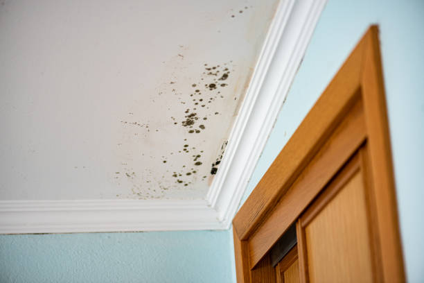 Best Professional Mold Removal  in Ellington, MO