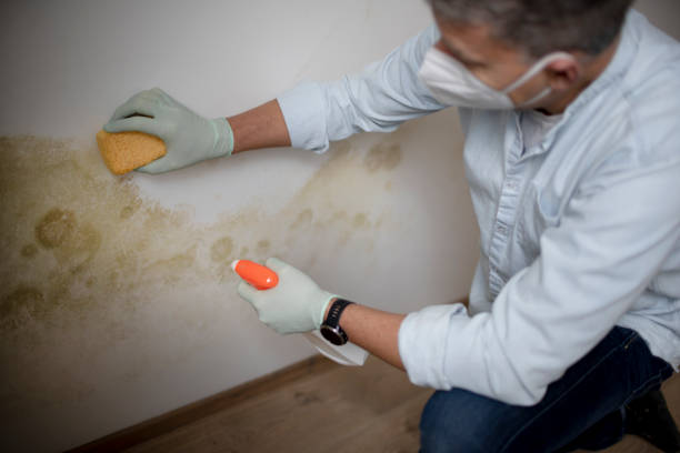 Best Residential Mold Removal  in Ellington, MO