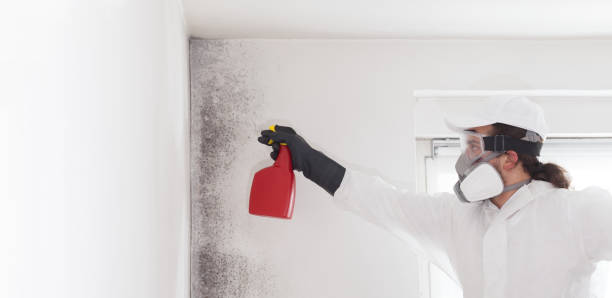 Best Office Mold Removal Services  in Ellington, MO