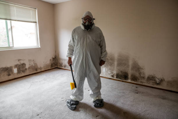 Best Fast Mold Removal  in Ellington, MO