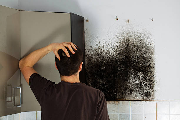 Best Best Mold Removal Companies  in Ellington, MO